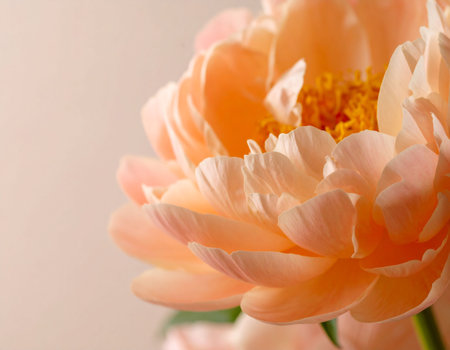 Beautiful peony flowers on light background, closeup. Space for textの素材