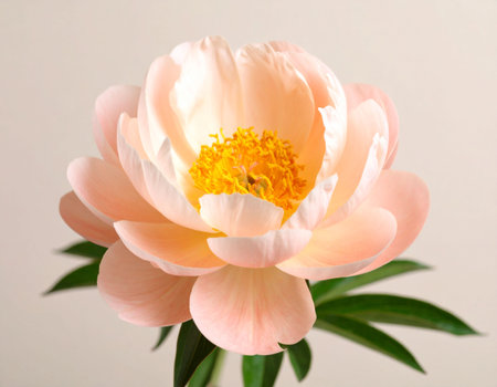 Peony flower closeup on white background. Shallow depth of field.の素材