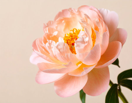 Beautiful peony flower on light background, closeup. Floral designの素材