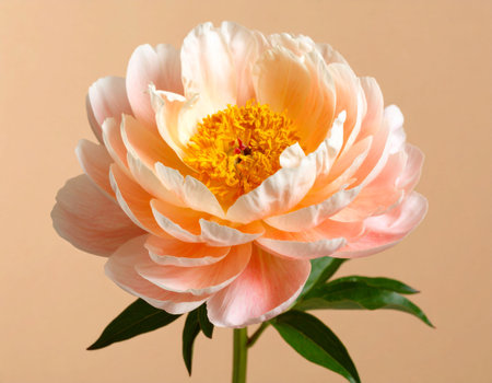 Peony flower on a beige background. Close-up.の素材