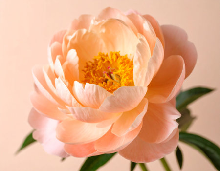 Peony flower close-up. Beautiful peony flower background.の素材