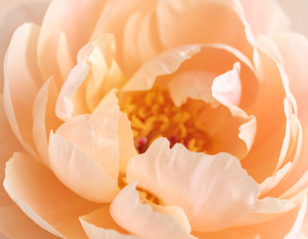 Close up of peony flower, soft focus, vintage color toneの素材