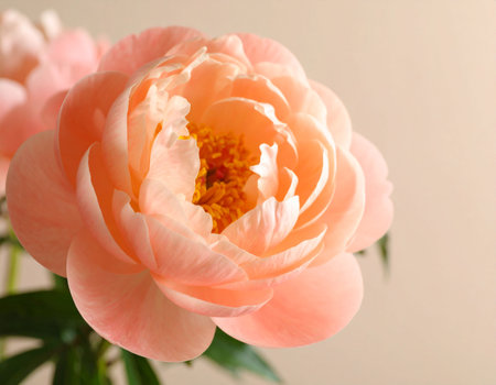 Beautiful pink peony flower on light background, close-upの素材
