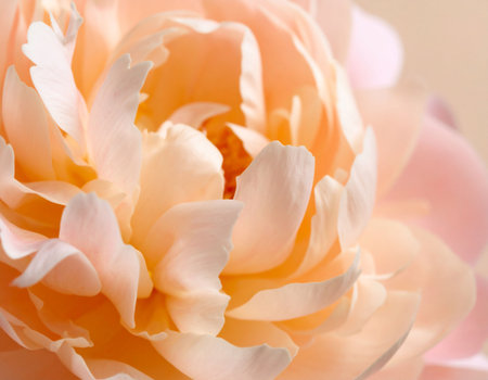 close up of pink peony petals for background, soft focusの素材