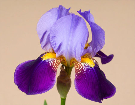purple iris flower on a beige background close-upの素材