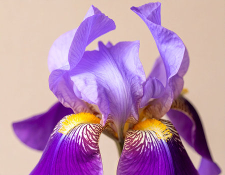 Purple iris flower on a beige background close-upの素材