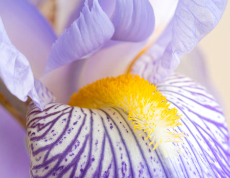iris flower macro close up. shallow depth of field, selective focusの素材