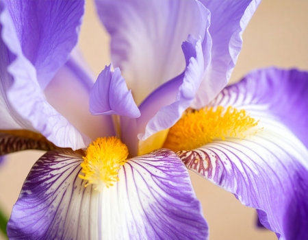 purple iris flower close-up on a beige backgroundの素材