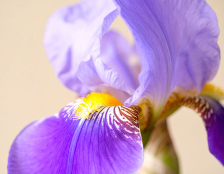 purple iris flower macro close up, shallow depth of fieldの素材