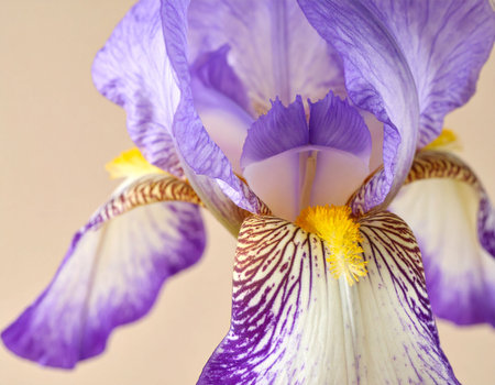 purple iris flower close-up on a beige backgroundの素材
