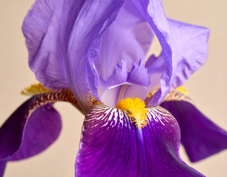 Purple iris flower closeup on a light background. Macroの素材