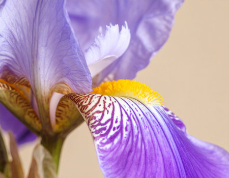 Purple iris flower close-up on a beige backgroundの素材