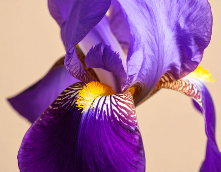 Purple iris flower close-up on a beige backgroundの素材