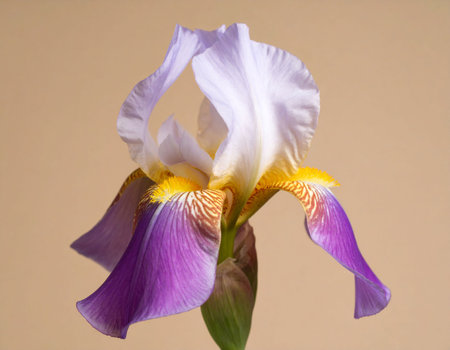 Purple and white iris flower on a beige background.の素材
