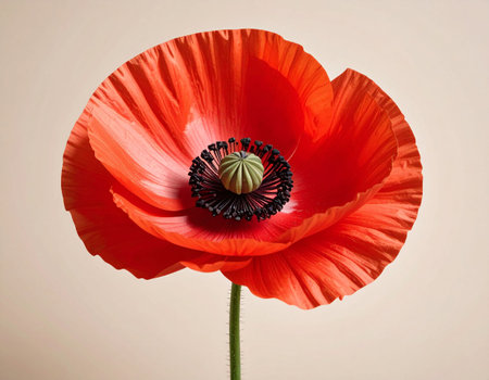 poppy flower isolated on white background, close-up, macroの素材
