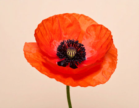 poppy on a light background, close-up, selective focusの素材