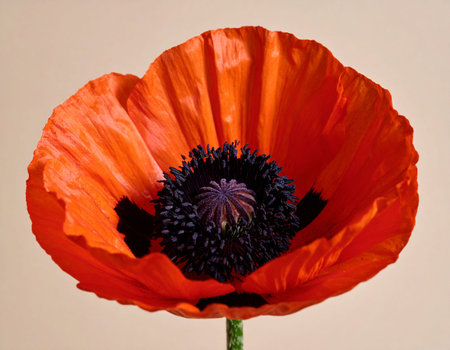 poppy on a light background. close-up. macro.の素材