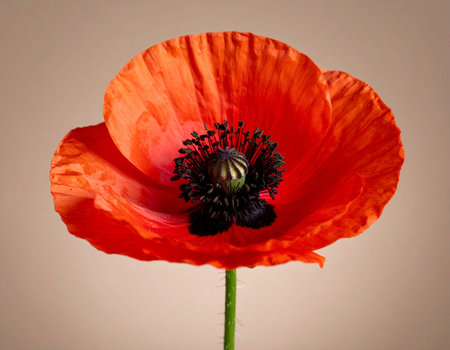 poppy on a light background, close-up, selective focusの素材