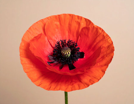 Red poppy flower isolated on a white background. Close-up.の素材