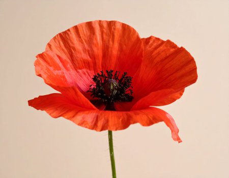 Red poppy isolated on a white background. Close-up, macroの素材