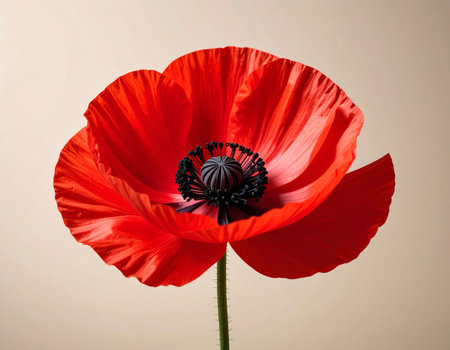 poppy flower isolated on white background, close-up, macroの素材
