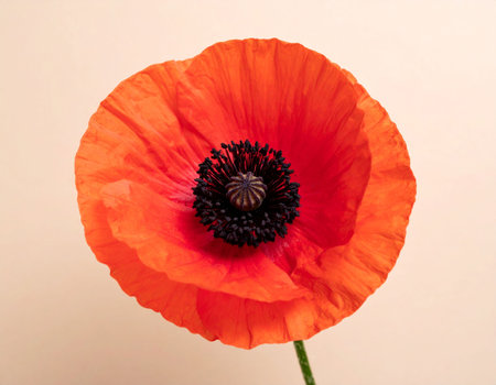 Red poppy flower on a white background, close-up, macroの素材