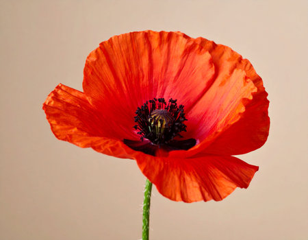 poppy flower on a light background, close-up, macroの素材