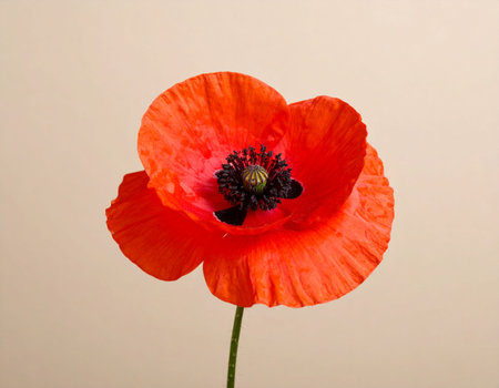 Red poppy flower isolated on white background, close-up, macroの素材