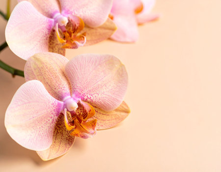 Beautiful pink orchid flowers on a beige background. Close up.の素材
