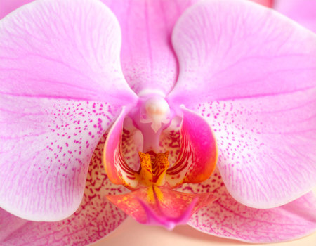 Close up of pink orchid flower, phalaenopsis.の素材