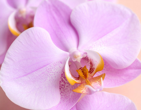 Close-up of orchid flower, phalaenopsis.の素材