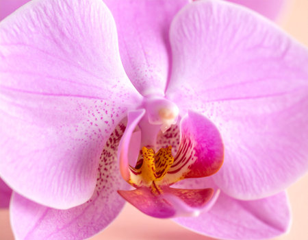 Close up of pink orchid flower, phalaenopsis.の素材