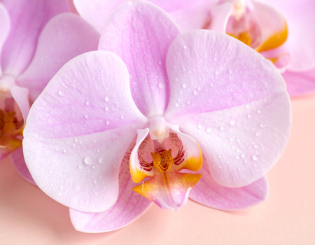 Beautiful pink orchid flowers on color background, close-upの素材