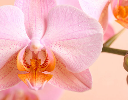 Beautiful pink orchid flower close-up on pastel backgroundの素材