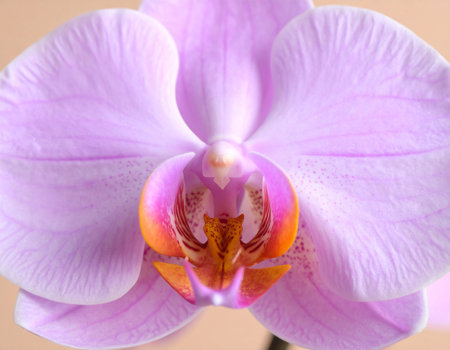 Close up of a purple orchid, phalaenopsis.の素材