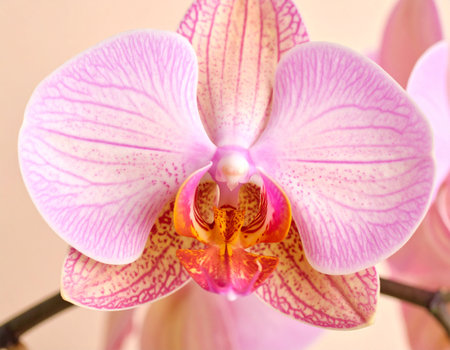Close up of a pink orchid flower, phalaenopsisの素材