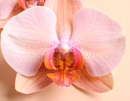 Beautiful blooming orchid flower on color background, closeupの素材