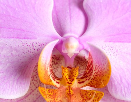 Close-up of orchid flower, phalaenopsis.の素材