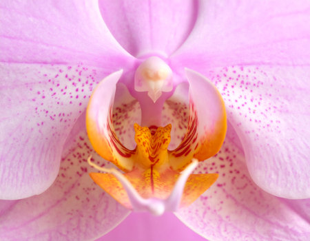 Close up of pink orchid flower (Phalaenopsis)の素材