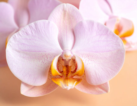 Beautiful orchid flowers on color background, closeup. Space for textの素材
