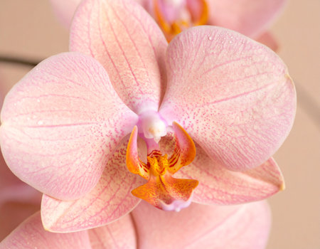 Beautiful pink orchid flower close-up on a light backgroundの素材