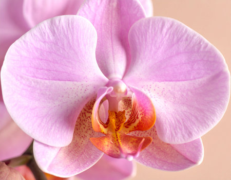 Beautiful pink orchid flower close-up. Natural floral backgroundの素材