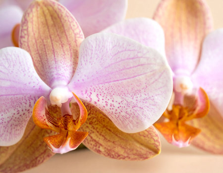 Beautiful pink orchid flowers on a beige background close upの素材
