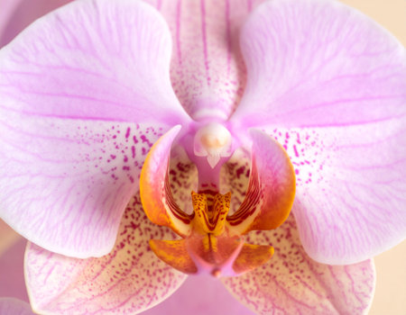 pink orchid flower close up background, phalaenopsisの素材