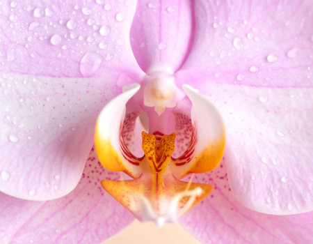 Close-up of white orchid flower with water drops on pink backgroundの素材