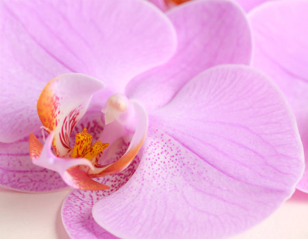 Beautiful pink orchid flower on white background, close-upの素材