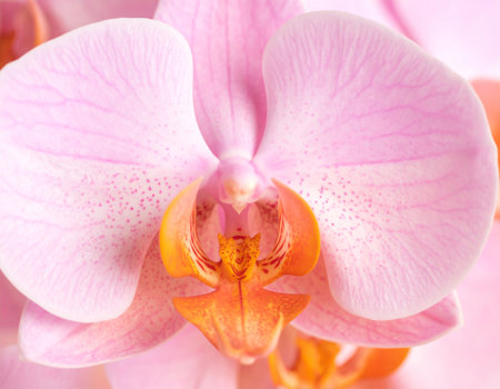 Close up of beautiful pink orchid flower, Phalaenopsisの素材