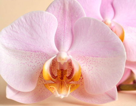 Beautiful pink orchid on beige background, close-upの素材