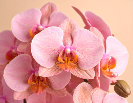 Beautiful pink orchid on a beige background, close upの素材