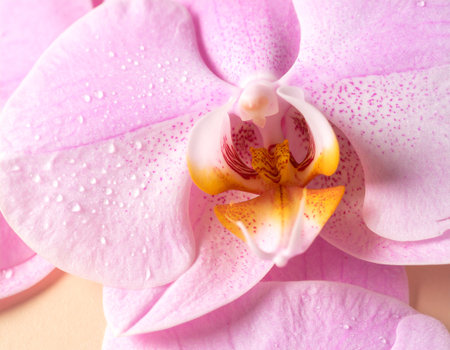 pink orchid flower closeup with water drops on petalsの素材